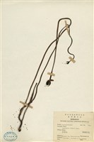 藏品(野菰)的圖片